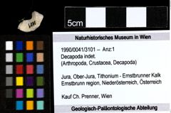 Foto (Objekt + Etiketten) von Decapoda indet. 